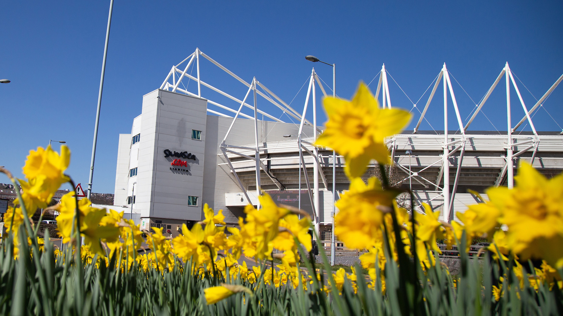 The Swansea.com Stadium is in the distance while in the foreground there are daffodils in soft focus.