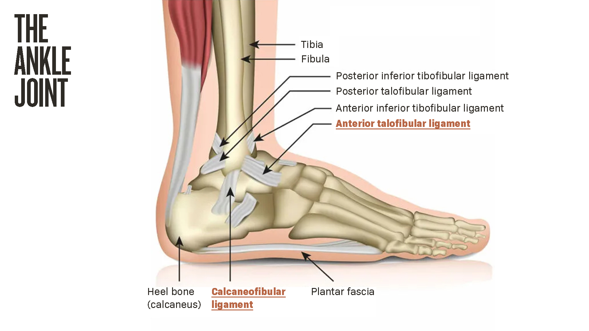 Ankle Joint Ben Cabango