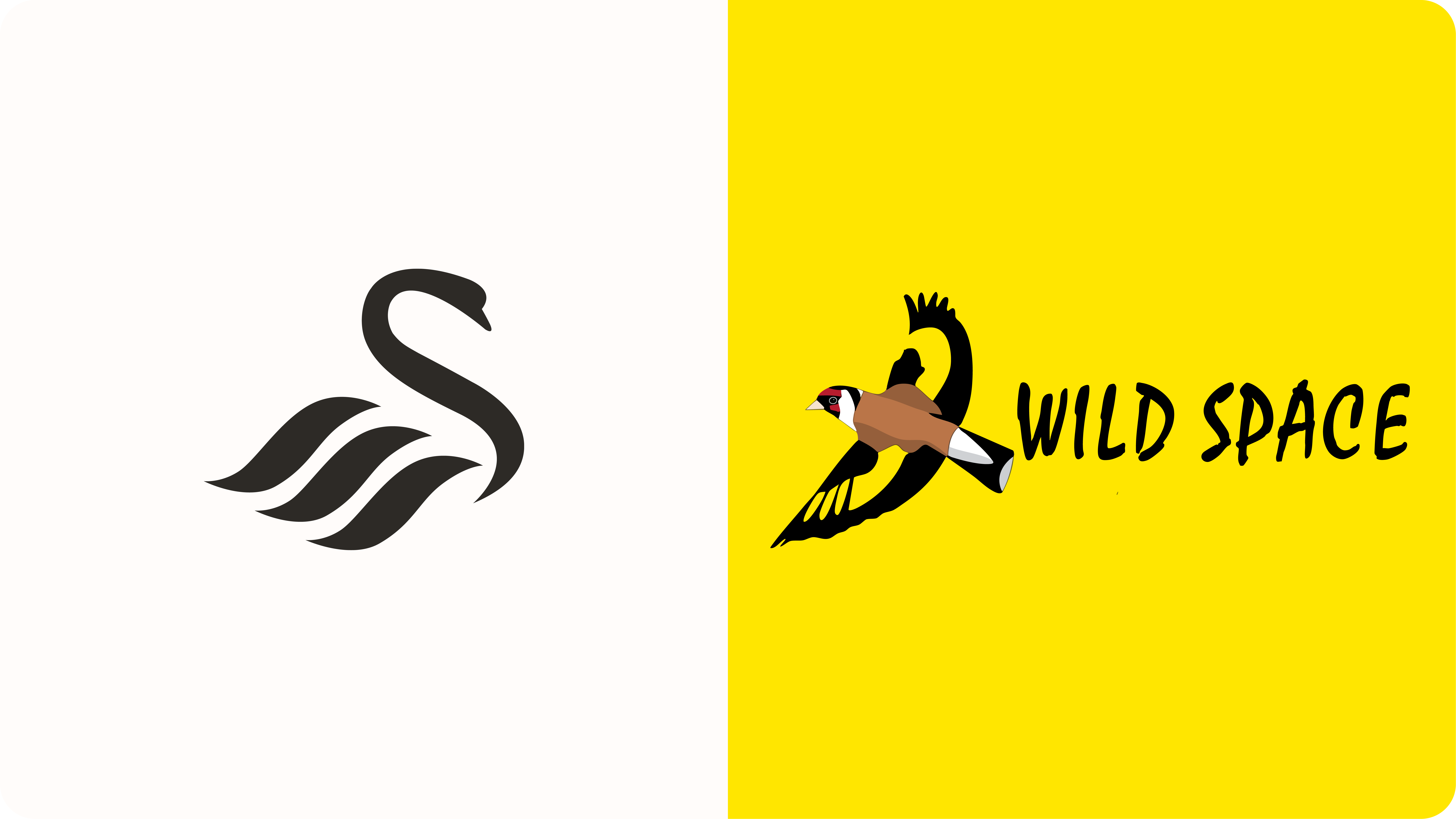 Swans and WildSpace