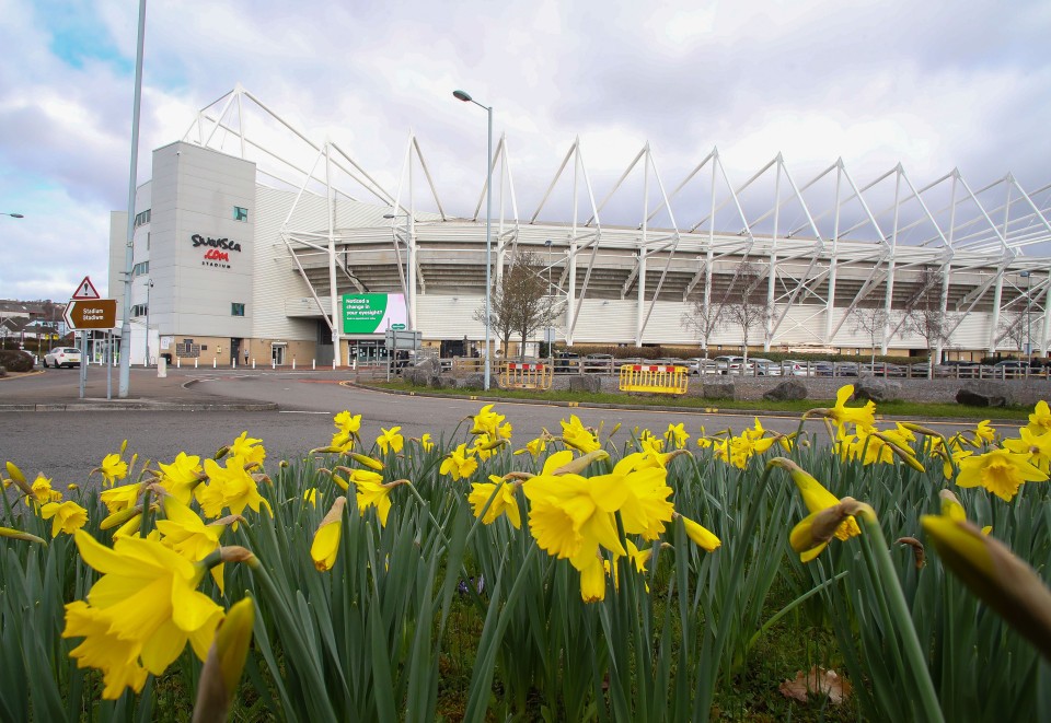 Stadium with daffodils 