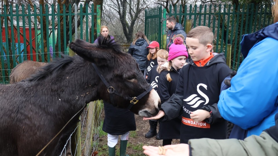 Swans Foundation farm
